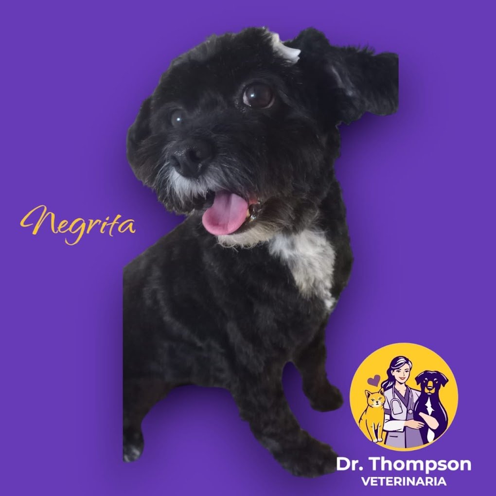 Dr. Thompson Veterinaria – Córdoba