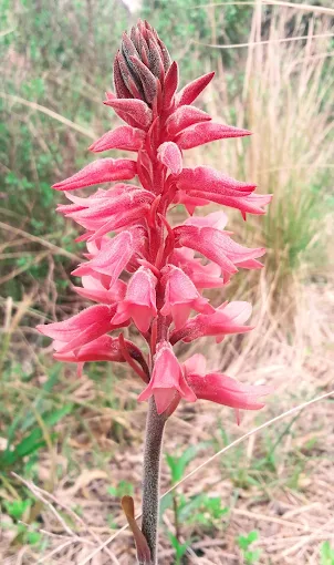 Carolina Landfried | Jardinera Paisajista en Córdoba