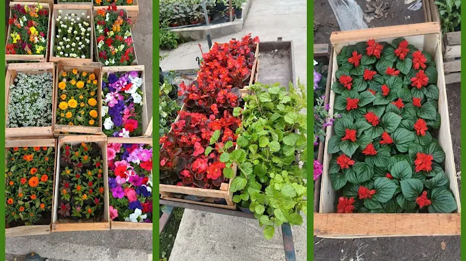 Parquizaciones Brotes | Vivero, Plantas, Árboles y Césped