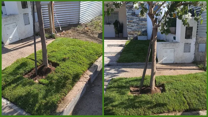Parquizaciones Brotes | Vivero, Plantas, Árboles y Césped