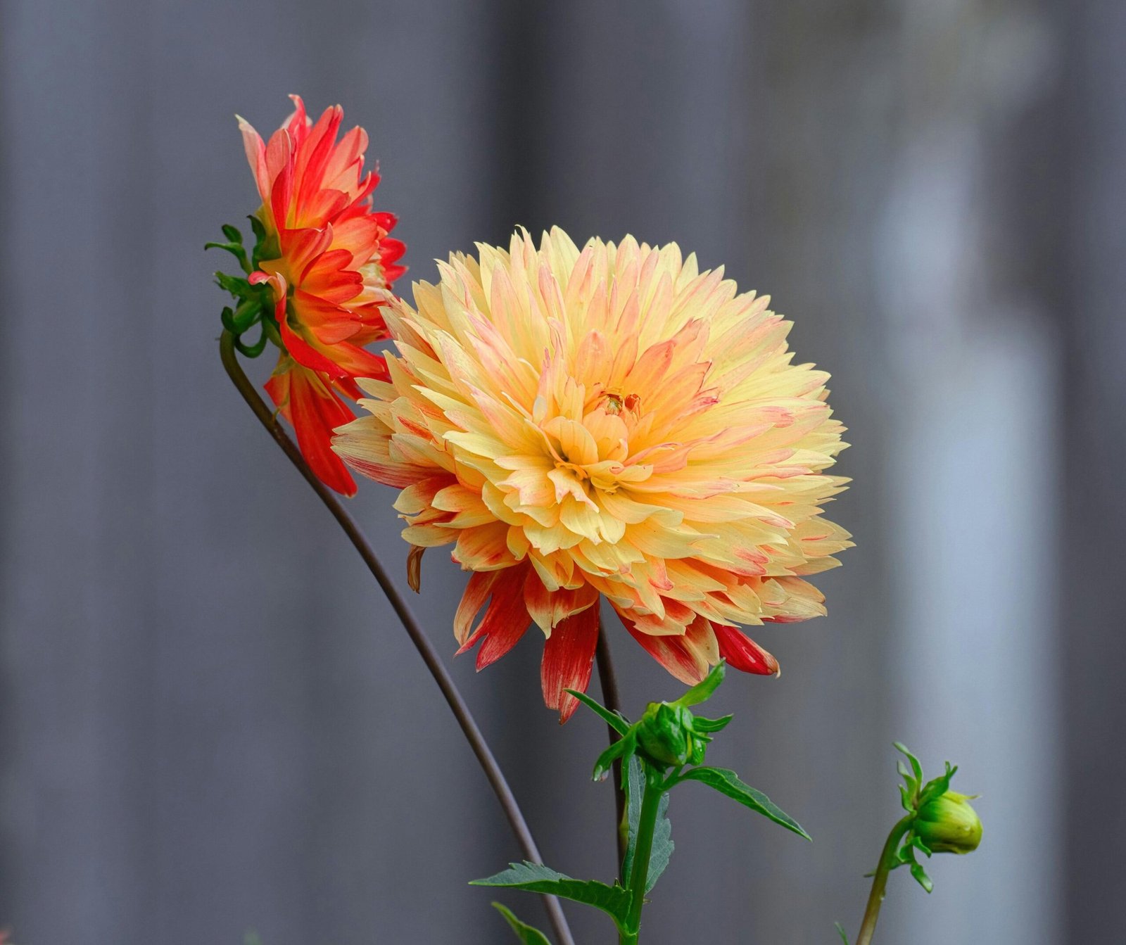 Servicio Fabián | Jardinería y Mantenimiento de Jardines