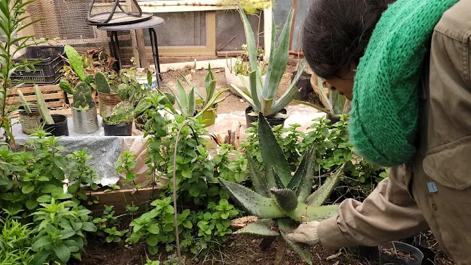 Jardineros Sin Fronteras | Servicio de Jardinería y Mantenimiento