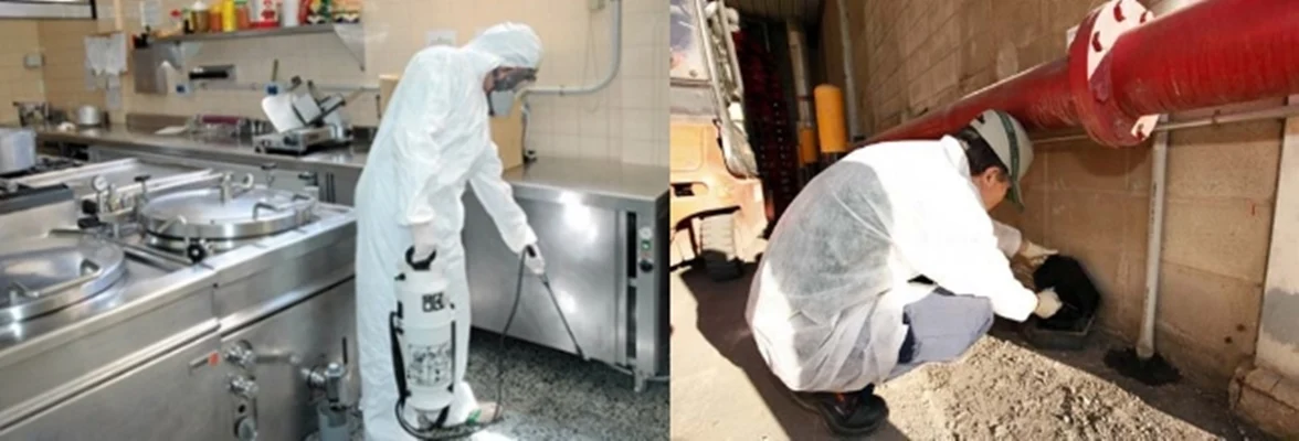 Ecocontrol | Sanidad Ambiental y Control de Plagas