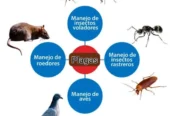 AC Desinfecciones y Servicios | Control de Plagas, Fumigación
