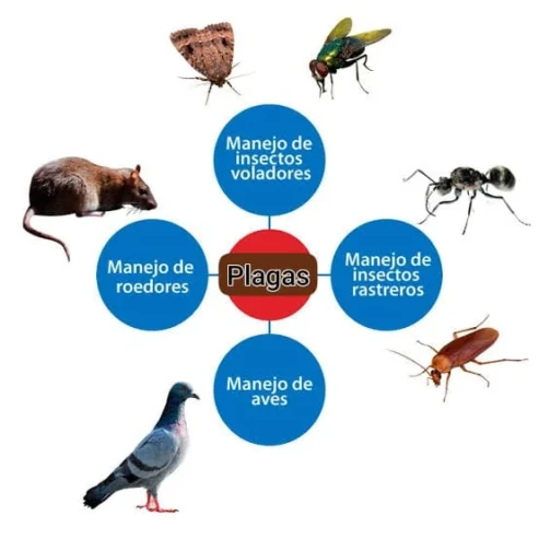 AC Desinfecciones y Servicios | Control de Plagas, Fumigación