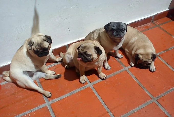 Dream Dog | Pensión Canina , Adiestramiento Certificado y Guardería Canina en Córdoba