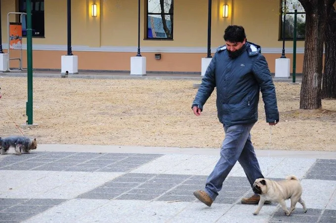 Dream Dog | Pensión Canina , Adiestramiento Certificado y Guardería Canina en Córdoba