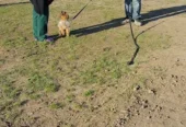 JR Adiestramiento | Centro de Capacitación Canina