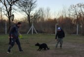 JR Adiestramiento | Centro de Capacitación Canina