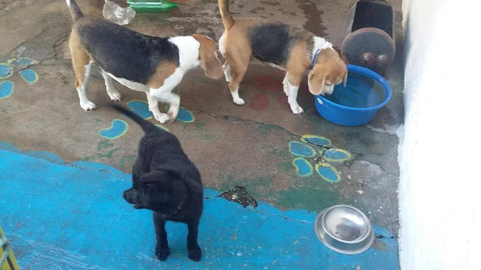 Guardería Canina Pata Libre | Libre de Caniles y Perros Sueltos a 10 Minutos del Centro de Córdoba Capital