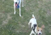 Multihuellitas | Guardería Canina “Como en Casa” y Paseos para tu Peludito en Córdoba