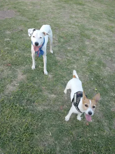 Multihuellitas | Guardería Canina “Como en Casa” y Paseos para tu Peludito en Córdoba