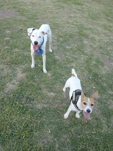 Multihuellitas | Guardería Canina “Como en Casa” y Paseos para tu Peludito en Córdoba