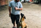BrigCan | Centro Integral de Bienestar Canino
