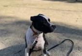 BrigCan | Centro Integral de Bienestar Canino