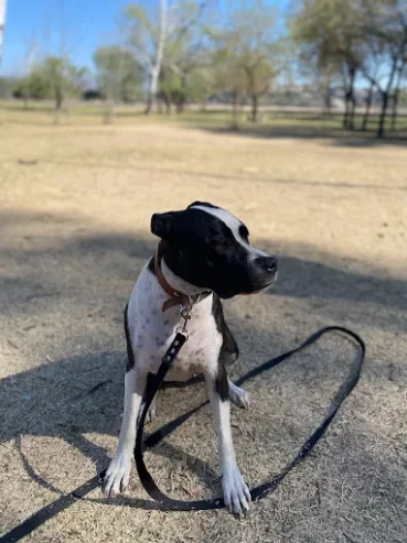 BrigCan | Centro Integral de Bienestar Canino