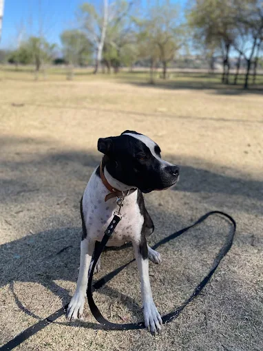 BrigCan | Centro Integral de Bienestar Canino