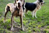 Guardería y Resort Canino | Educación, Adiestramiento, Hospedaje y Transporte de Mascotas