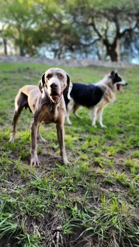 Guardería y Resort Canino | Educación, Adiestramiento, Hospedaje y Transporte de Mascotas