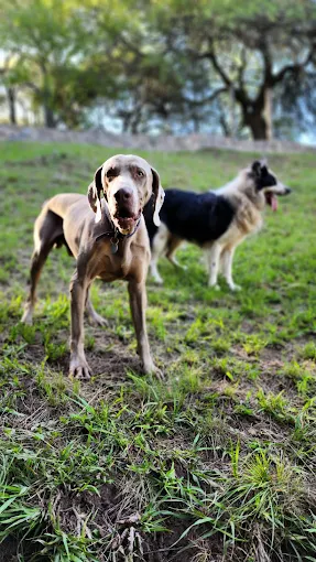 Guardería y Resort Canino | Educación, Adiestramiento, Hospedaje y Transporte de Mascotas