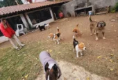 Sweet Home | Guardería y Peluquería Canina (Perros Pequeños, Machos Castrados) con Vigilancia 24/7