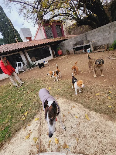 Sweet Home | Guardería y Peluquería Canina (Perros Pequeños, Machos Castrados) con Vigilancia 24/7