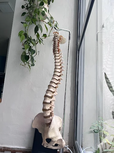 SiHM Salud | Kinesiología, Fisioterapia, Rehabilitación, Readaptación Física, Prevención de Lesiones