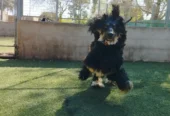 CANINUS | El Lugar para que tu Perro Disfrute Córdoba
