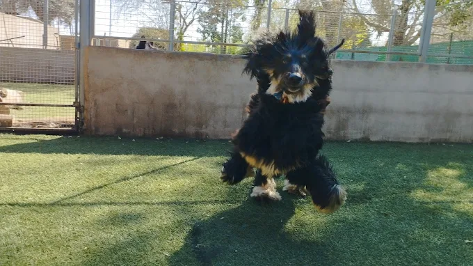 CANINUS | El Lugar para que tu Perro Disfrute Córdoba