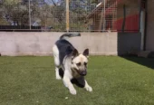 CANINUS | El Lugar para que tu Perro Disfrute Córdoba