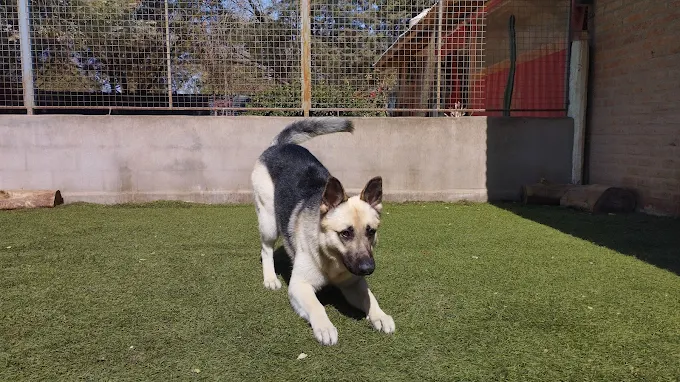 CANINUS | El Lugar para que tu Perro Disfrute Córdoba