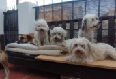 Guardería Canina Casa Perruno | Libre de Caniles y Atención Personalizada para el Bienestar de tus Mascotas