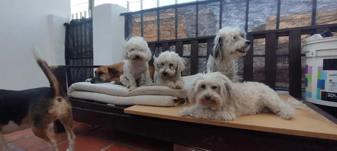 Guardería Canina Casa Perruno | Libre de Caniles y Atención Personalizada para el Bienestar de tus Mascotas