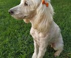 Guardería de Mascotas de la Tía Ani | Cuidado Exclusivo Sin Jaulas, Veterinario, Zona Sur, Barrio Matienzo