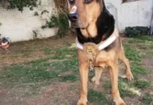 Guardería de Mascotas de la Tía Ani | Cuidado Exclusivo Sin Jaulas, Veterinario, Zona Sur, Barrio Matienzo