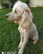 Guardería de Mascotas de la Tía Ani | Cuidado Exclusivo Sin Jaulas, Veterinario, Zona Sur, Barrio Matienzo