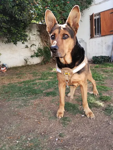 Guardería de Mascotas de la Tía Ani | Cuidado Exclusivo Sin Jaulas, Veterinario, Zona Sur, Barrio Matienzo
