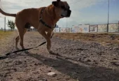 Sinergia Espacio Multiespecie | Escuela Canina , Alojamiento Canino Seguro y Libre de Caniles