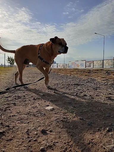 Sinergia Espacio Multiespecie | Escuela Canina , Alojamiento Canino Seguro y Libre de Caniles