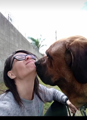 Sinergia Espacio Multiespecie | Escuela Canina , Alojamiento Canino Seguro y Libre de Caniles