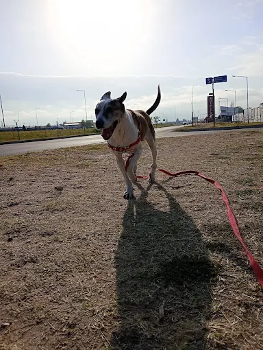 Sinergia Espacio Multiespecie | Escuela Canina , Alojamiento Canino Seguro y Libre de Caniles