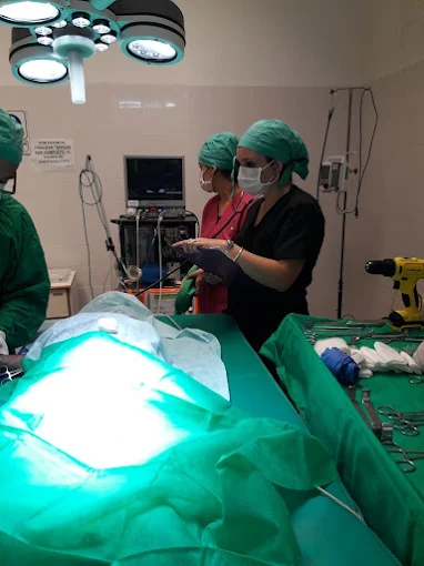 Veterinaria a Domicilio LG | Consultas, Vacunación, Análisis de Sangre y Cirugías (con Traslado a Clínicas)