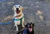 Lucky Dogs | Guardería y Peluquería Canina en Córdoba
