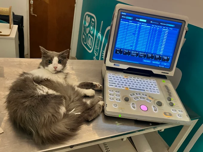 Ecografía Veterinaria a Domicilio MAB | Ecografías y Veterinaria a Domicilio