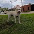 Pininewen | Guardería Canina y Pastelería Natural para Perros y Gatos con Recetas de Veterinarios Nutricionistas