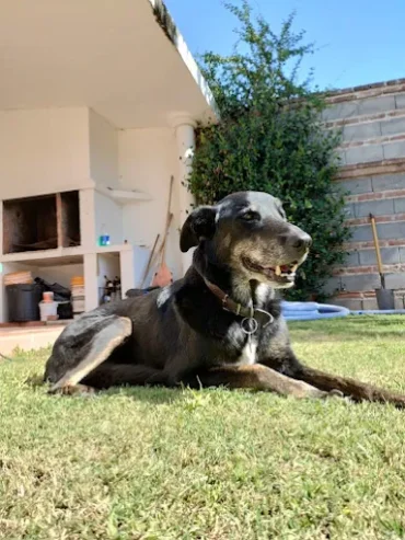 LeanDogHouse | Guardería Canina y Cuidado Diario para tu Perro en Córdoba