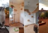 Hotel Felino Nich | Hotel All Inclusive para Gatos, Habitaciones Exclusivas, Patio Seguro y Cuidado Personalizado