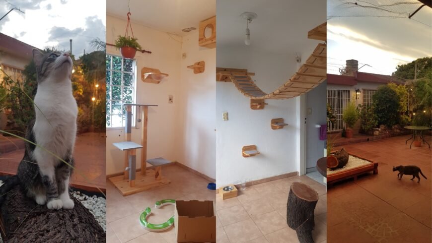 Hotel Felino Nich | Hotel All Inclusive para Gatos, Habitaciones Exclusivas, Patio Seguro y Cuidado Personalizado