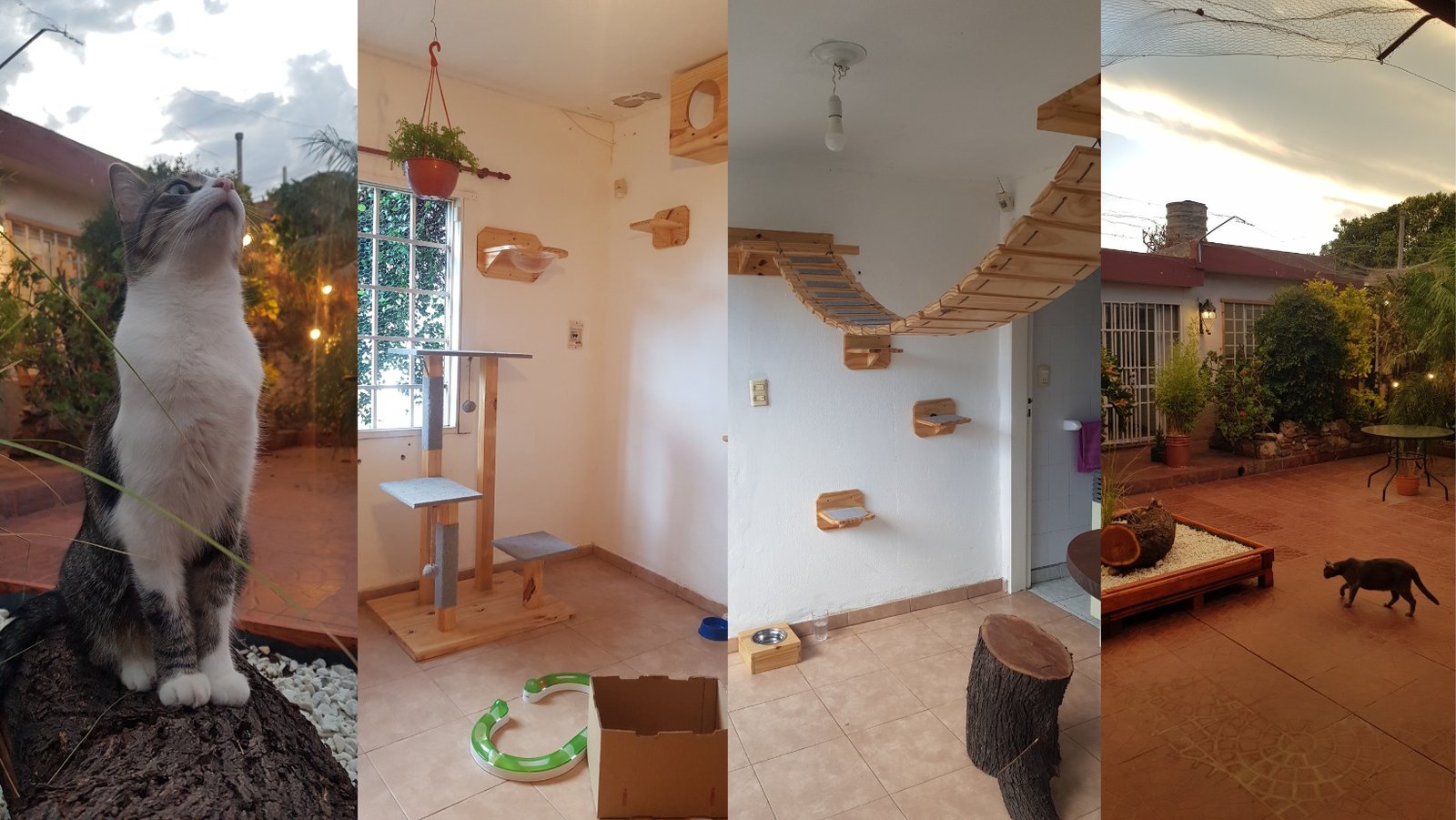 Hotel Felino Nich | Hotel All Inclusive para Gatos, Habitaciones Exclusivas, Patio Seguro y Cuidado Personalizado