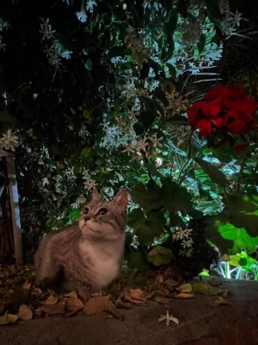 Hotel Felino Nich | Hotel All Inclusive para Gatos, Habitaciones Exclusivas, Patio Seguro y Cuidado Personalizado